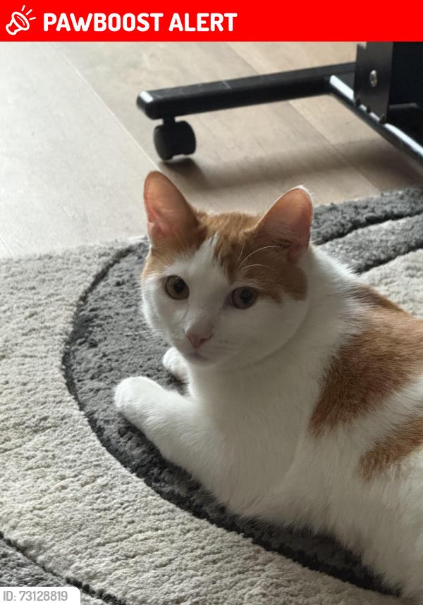 Lost Male Cat last seen Llandovery, Carmarthenshire, Wales SA20 0AS