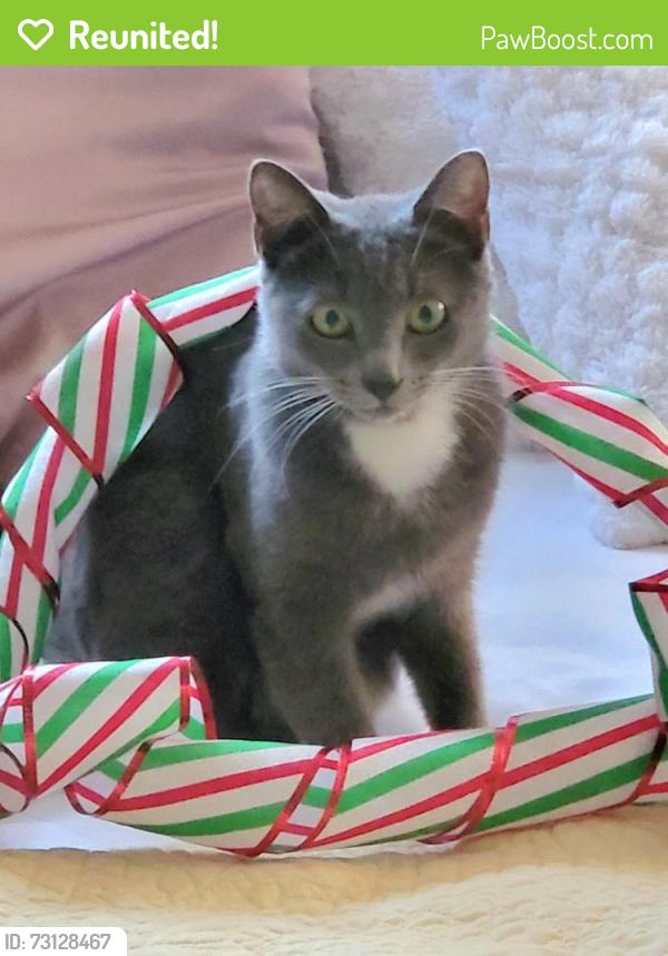 Reunited Female Cat last seen Holly Dr and light hse, Palm Beach Gardens, FL 33410