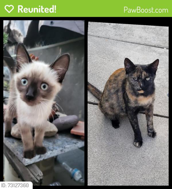 Reunited Female Cat last seen Greenleaf Ave. & Dunton Dr., Whittier, CA 90602