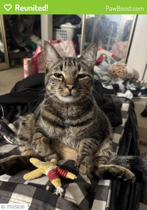Reunited Male Cat last seen Alta view, San Diego, CA 92139