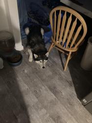 Reunited Male Dog last seen Londonderry mall, Edmonton, AB 