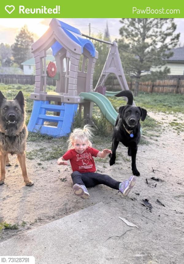 Reunited Male Dog last seen Gooseberry ct and avena, Elizabeth, CO 80107
