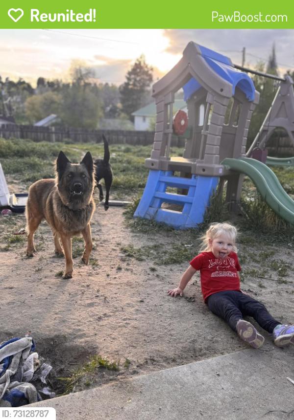 Reunited Male Dog last seen Gooseberry ct and avena, Elizabeth, CO 80107