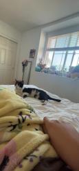 Lost Male Cat last seen Drake drive, San Jacinto, CA 92582