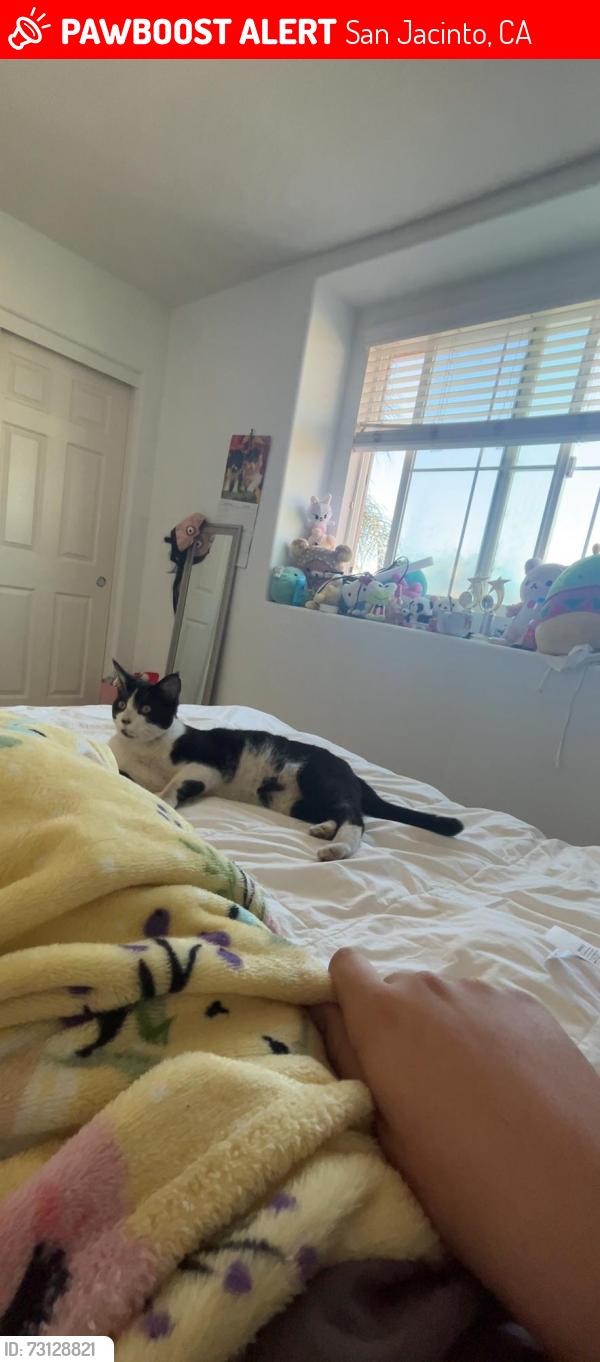 Lost Male Cat last seen Drake drive, San Jacinto, CA 92582