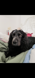 Reunited Male Dog last seen Woodlawn Garden centre, Lisburn and Castlereagh, Northern Ireland 