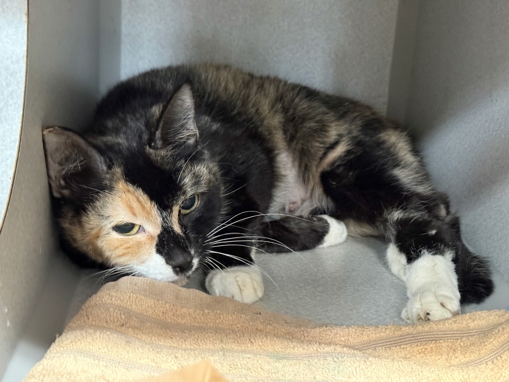 Shelter Stray Female Cat last seen Near Crotona Parkway, BRONX, NY, 10460, 326 E 110th St, New York, NY 10029, USA