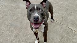 Shelter Stray Male Dog last seen Near Broad Street, STATEN ISLAND, NY, 10304, 3139 Veterans Rd W, Staten Island, NY 10309, USA