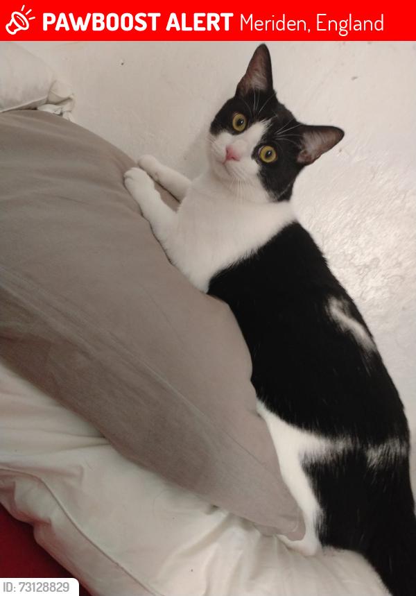 Lost Male Cat last seen Harvesthill lane meriden, Meriden, England 