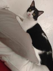 Lost Male Cat last seen Harvesthill lane meriden, Meriden, England 