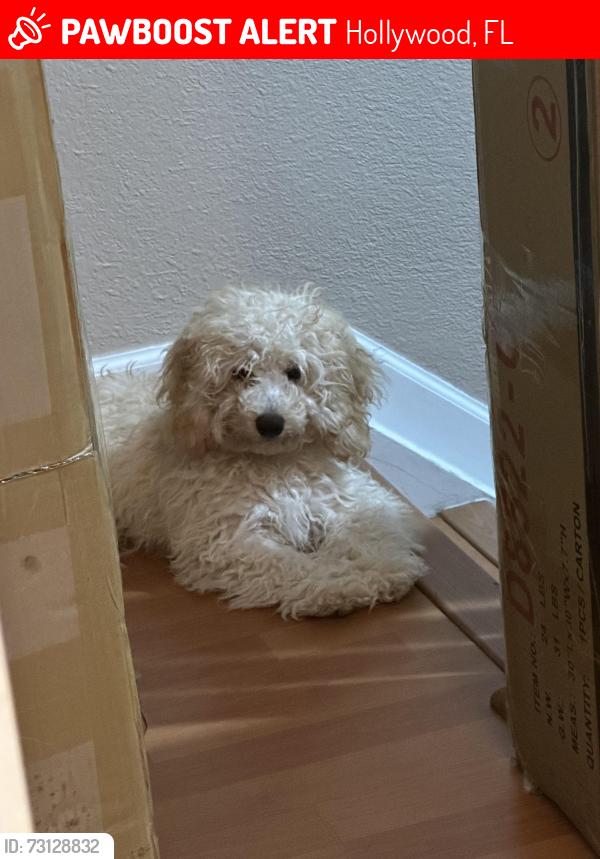 Lost Male Dog last seen Arizona St, Hollywood, Fl, Hollywood, FL 33019