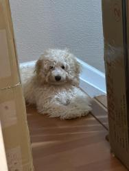 Lost Male Dog last seen Arizona St, Hollywood, Fl, Hollywood, FL 33019