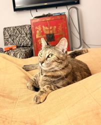 Lost Female Cat last seen La’aloa, Kailua-Kona, HI 96740