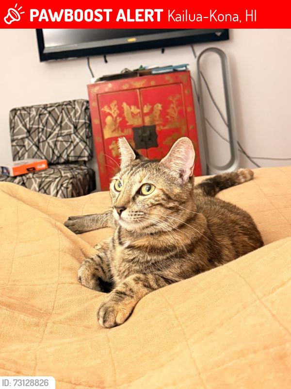 Lost Female Cat last seen La’aloa, Kailua-Kona, HI 96740