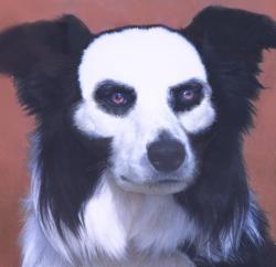 Lost Male Dog last seen Manhattan Bridge, New York, NY 10007
