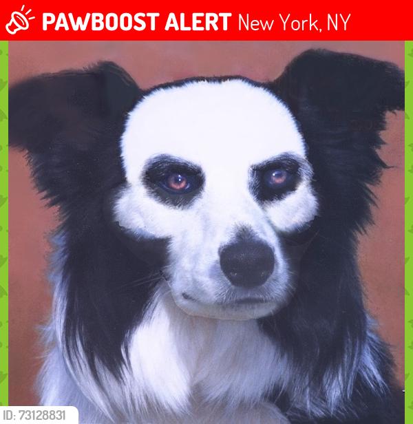 Lost Male Dog last seen Manhattan Bridge, New York, NY 10007