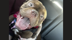 Lost Male Dog last seen MEADOWBROOK (HORIZONS @ SUNRIDGE), Fort Worth, TX 76120