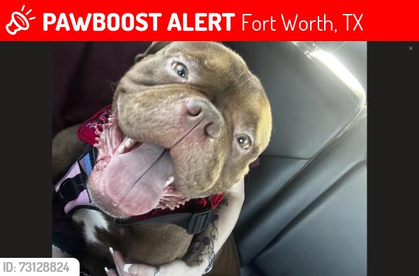 Lost Male Dog last seen MEADOWBROOK (HORIZONS @ SUNRIDGE), Fort Worth, TX 76120