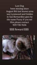Lost Male Dog last seen Linwood & Golden, San Bernardino, CA 92404