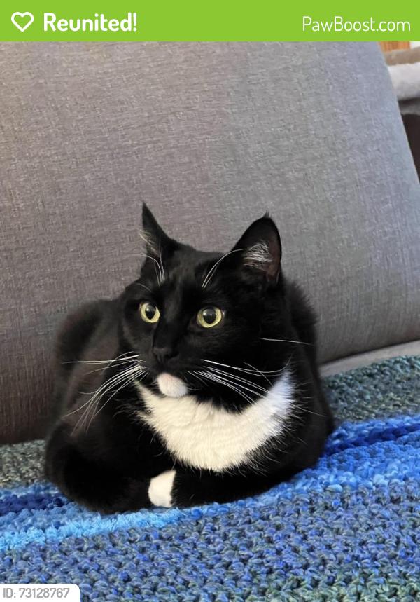 Reunited Male Cat last seen 115th or 120th and 36th, sort of close to Nathan Hale and Jane Addams, Seattle, WA 98125