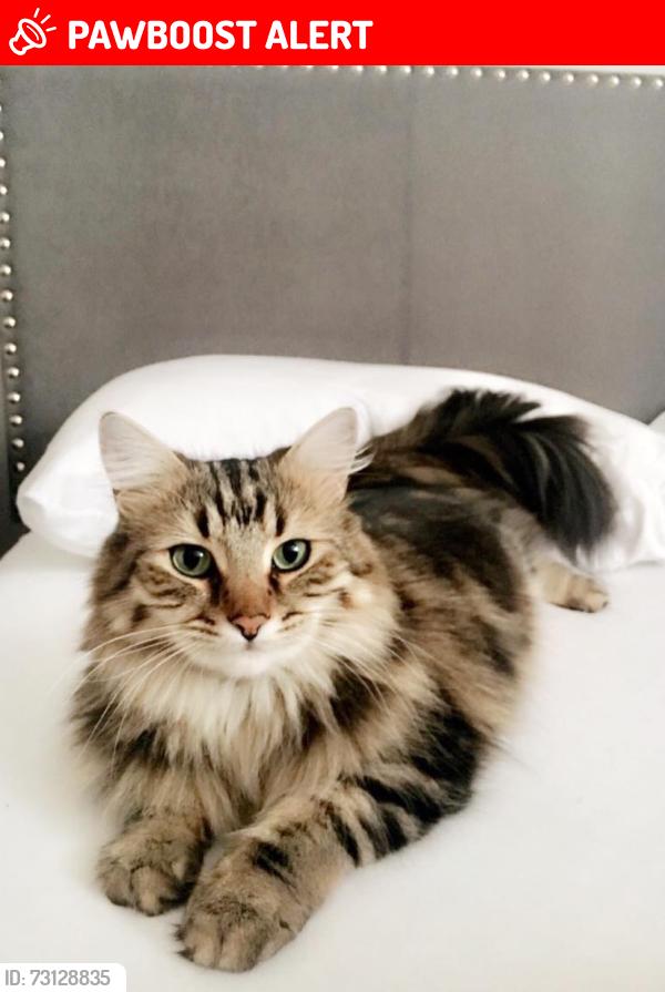 Lost Female Cat last seen Shepherds lane, Lawrencetown, NS B2Z 1E6