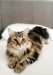 Lost Female Cat last seen Shepherds lane, Lawrencetown, NS B2Z 1E6