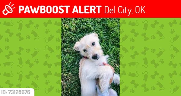 Lost Female Dog last seen Near beechwood drive Del City Oklahoma, Del City, OK 73115