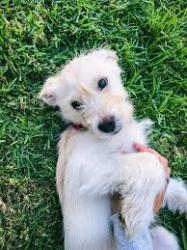 Lost Female Dog last seen Near beechwood drive Del City Oklahoma, Del City, OK 73115