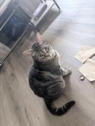 Reunited Male Cat last seen Near pinecrest pl, Lewis Center, OH 43035