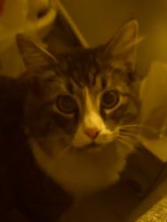 Found/Stray Male Cat last seen S 43rd st & Renton Ave S, Seattle, WA 98118