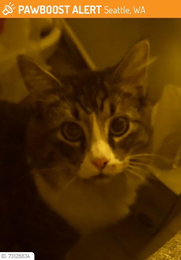 Found/Stray Male Cat last seen S 43rd st & Renton Ave S, Seattle, WA 98118