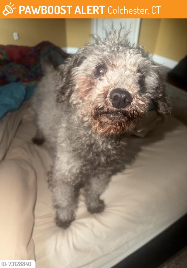 Found/Stray Female Dog last seen Buckley Hill rd, Colchester, CT 06415