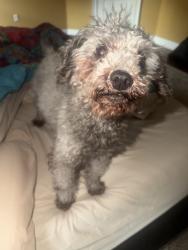 Found/Stray Female Dog last seen Buckley Hill rd, Colchester, CT 06415