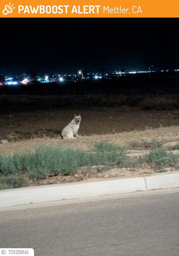 Found/Stray Unknown Dog last seen Casino area, Mettler, CA 93313