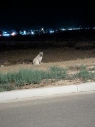 Found/Stray Unknown Dog last seen Casino area, Mettler, CA 93313