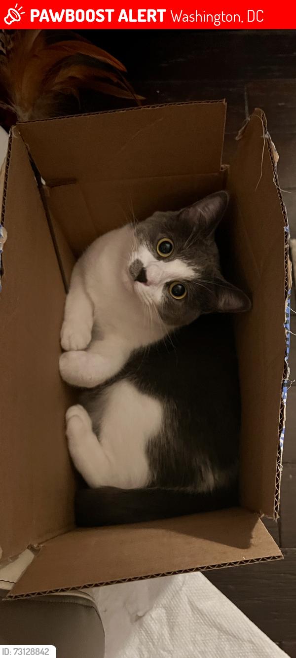 Lost Female Cat last seen Near Hillcrest/ Park Naylor apmts , Washington, DC 20020