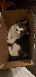 Lost Female Cat last seen Near Hillcrest/ Park Naylor apmts , Washington, DC 20020