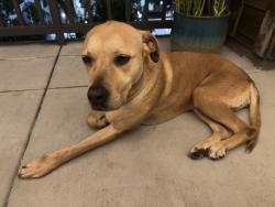 Found/Stray Female Dog last seen Patterson Ln and Ellis Ave, Huntington Beach, CA 92646