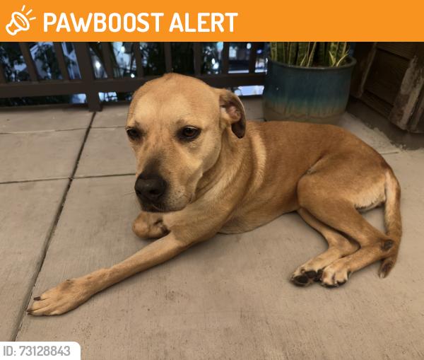 Found/Stray Female Dog last seen Patterson Ln and Ellis Ave, Huntington Beach, CA 92646