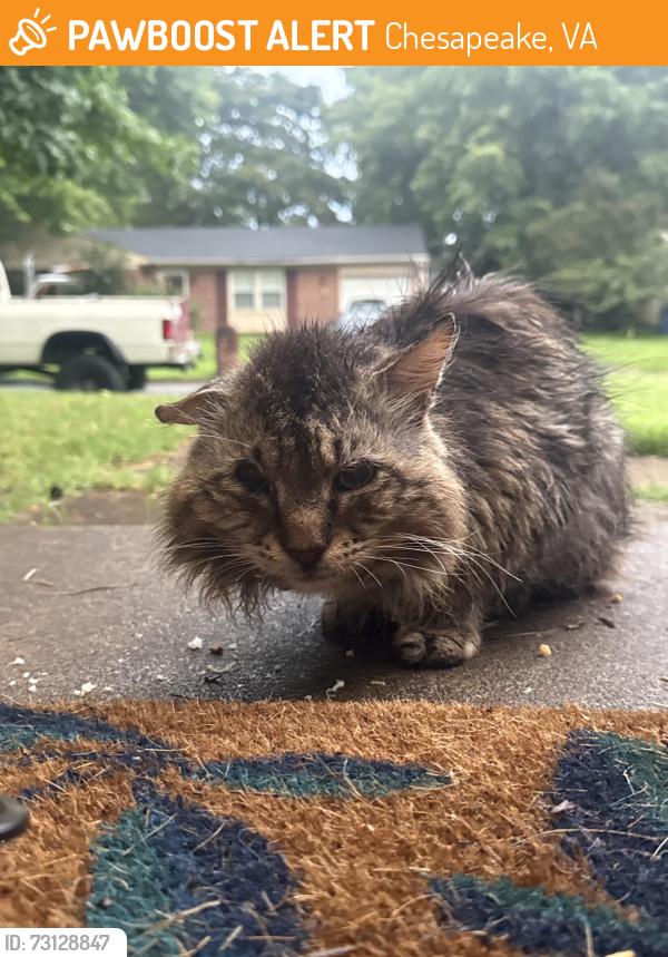 Found/Stray Unknown Cat last seen Near saint Clair dr Chesapeake Va, Chesapeake, VA 23321