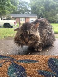 Found/Stray Unknown Cat last seen Near saint Clair dr Chesapeake Va, Chesapeake, VA 23321