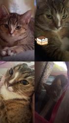 Reunited Female Cat last seen Near bell street apmts., Fremont, CA 94536