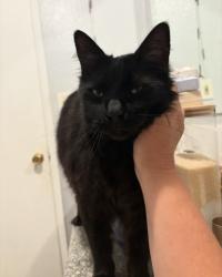 Lost Male Cat last seen Fairfax ave & high street, Oakland, CA 94601