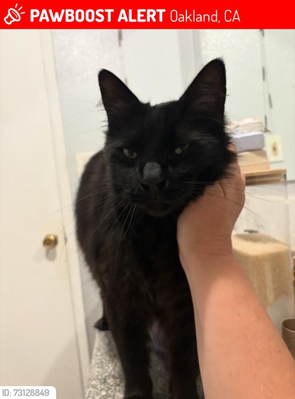 Lost Male Cat last seen Fairfax ave & high street, Oakland, CA 94601