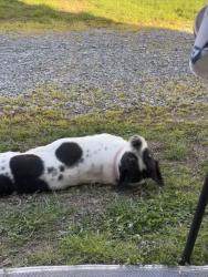 Reunited Female Dog last seen Hattie’s Place subdivision, Knoxville, TN 37931