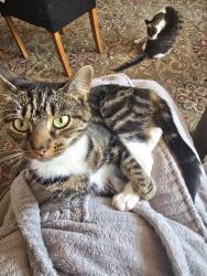 Reunited Female Cat last seen Heathfield Avenue, Poole, Bournemouth, Christchurch and Poole, England BH12 5DJ