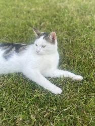 Reunited Male Cat last seen Lakeland Court, Middleton, England M24 5GP