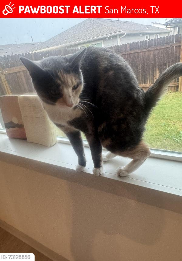 Lost Female Cat last seen hses, San Marcos, TX 78666