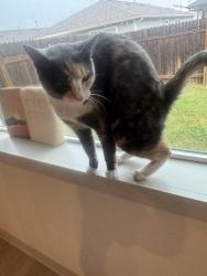 Lost Female Cat last seen hses, San Marcos, TX 78666
