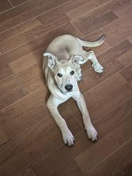 Reunited Female Dog last seen Timberline ln New Caney, New Caney, TX 77357